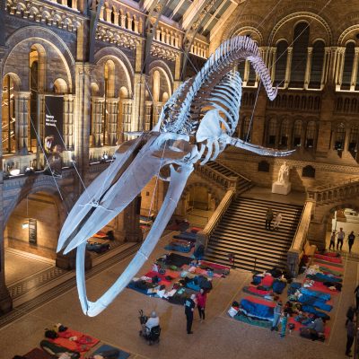 BG Goes to… Dino Snores at the Natural History Museum with Air BnB