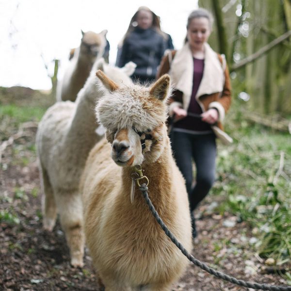 Walk With Alpacas Experience, £35pp, Charnwood Forest Alpacas